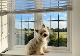 18/06/2024-Pet Friendly Blinds Guide | Blog | 247 Blinds